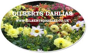 Replant the clumps right away. Gilbert S Dahlias