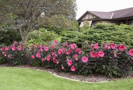 Proper care of hibiscus is needed to keep … How To Grow Dinner Plate Hibiscus Garden Crossings