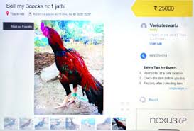 Check spelling or type a new query. Roosters For Sale Online In Ap