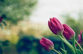 Which flowers bloom in spring season. Flowers That Bloom In The Spring Spring Flowers