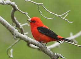 Bird With Red Head And Chest Black Wings Scarlet Tanager Scarlet Tanager Colorful Birds Bird Life List