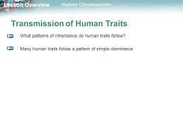 14 1 human chromosomes study guide answers keywords: Lesson Overview Lesson Overview Human Chromosomes Lesson Overview 14 1 Human Chromosomes Ppt Download