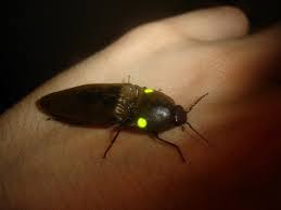 The harlequin bug injures the host plants by injecting salivary secretions that liquefy plant tissue which they then ingest, causing the plants to wilt, brown and die. Can Beetles Be Pets Quora