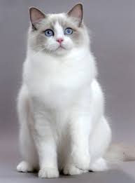 Get a ragdoll, bengal, siamese and more for more info text me at +16476556155 ragdoll kittens! All About Ragdoll Cats Personality Color Size And Temperament