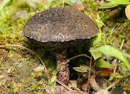 Image result for Strobilomyces strobilaceus