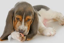 Why dogs lick and when to worry? Home Remedies To Prevent Or Stop Your Dog From Licking Their Paws Top 10 Home Remedies