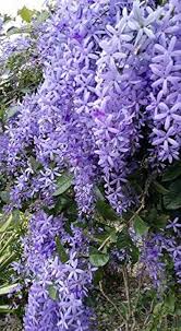 Image result for Petrea volubilis