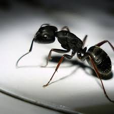 How To Get Rid Of Ants From Your Home 5 Tips To Stop Them In Their Tracks Leicestershire Live