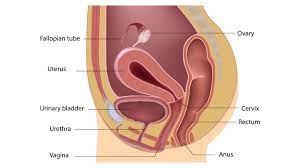 See more ideas about human body diagram, body diagram, drawings. Female Reproductive System Anatomy Diagram And Information