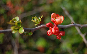 Alibaba.com offers 1,230 flowering quince products. The Delicious Quince Fruit Jam Jelly And Membrillo Facts Delishably
