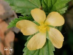 Image result for Malvastrum coromandelianum