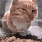sus cat meme