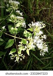 Image result for Vernonia galamensis