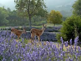 Maybe you would like to learn more about one of these? Types Of Lavender Hgtv