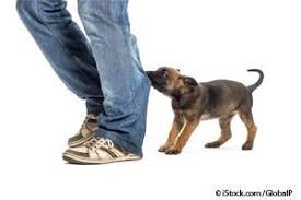 This is one traditional tip that you should respect. Puppy Play Signs Of Normal And Aggressive Behavior