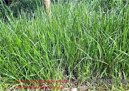 Image result for Grangea anthemoides