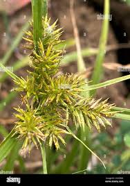 Image result for Cyperus cyperoides