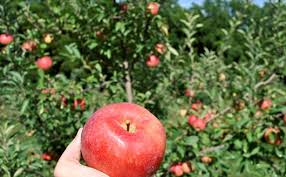 Maybe you would like to learn more about one of these? Fruit Trees Years To Fruit Stark Bro S