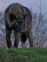Black Wolf With Blue Eyes Wolf Dog Wolf With Blue Eyes Wild Wolf
