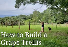Diy rebar grape arbor by zephyr hill farm. How To Build A Grape Trellis High Cordon Trellis