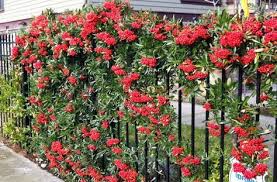 Image result for Pyracantha coccinea red column