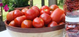 The plant requires minimal staking; Determinate Tomato Varieties You Can Depend On