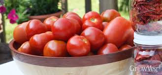 Full grown celebrity tomato plant. Determinate Tomato Varieties You Can Depend On