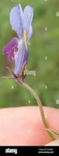 Image result for Monopsis decipiens