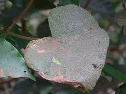 Image result for Ipomoea kituiensis