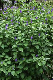 Image result for Stachytarpheta urticifolia