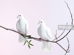 Two White Doves With Olive Branch By Walker And Walker Dove With Olive Branch White Doves Olive Branch