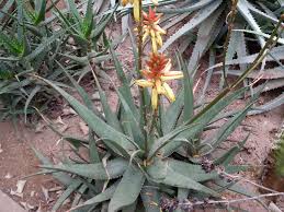 Image result for Aloe lutescens