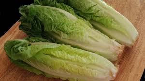 We did not find results for: Growing Romaine Lettuce From Cuttings Dengarden