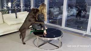 Dog Sex »