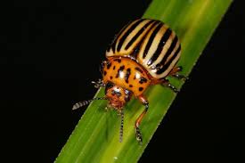 I developed a system with the prairie kids where i pay them a penny per potato beetle picked. How To Get Rid Of Potato Beetles Dengarden