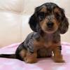 A dachshund can be a good fit for a novice owner as long as they attend obedience and puppy training classes. 1