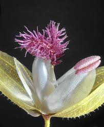 Downtown news award winning best flower shop in downtown los angeles. Glass Flowers At Harvard Museum Of Natural History Los Angeles Times