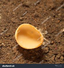 Image result for Humularia