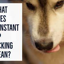 Why Does My Dog Keep Licking His Lips Excessively Pethelpful