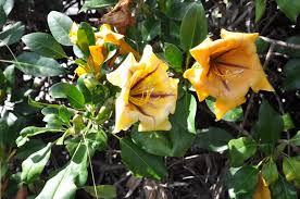 Image result for Solandra maxima