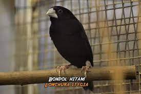 Super Cantik 25 Jenis Finch Asli Indonesia Gaco Gacor