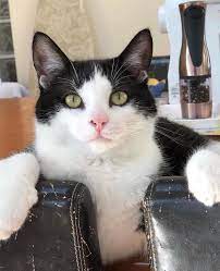 From Mrpicklesthefeline Catsofday And Follow Us To Be Featured Cats Crazy Cats Cat Themed Gifts
