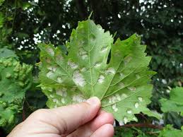 Image result for Colomerus vitis