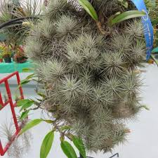 Image result for Heteromorpha