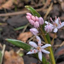 Image result for Scilla achtenii