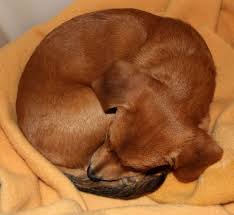 Rule Of Cuteness 51 If You Curl Up Into A Circle When You Sleep It S Cute Sleeping Puppies Dog Facts Cute Puppies