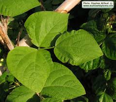 Image result for Phaseolus vulgaris