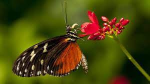 Butterflies are delicately winged, colorful pollinators that keep gardens growing throughout the country. Evolution Of Butterflies