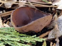 Image result for Cyphia mazoensis