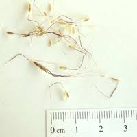 Image result for Dichanthium sericeum